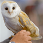 Owl Experience near Ware in Hertfordshire